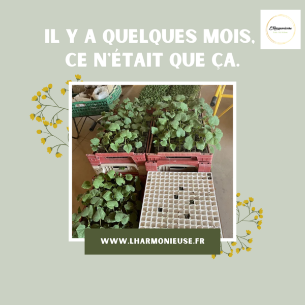 Il y a quelques mois, ces plants n'étaient que ça :